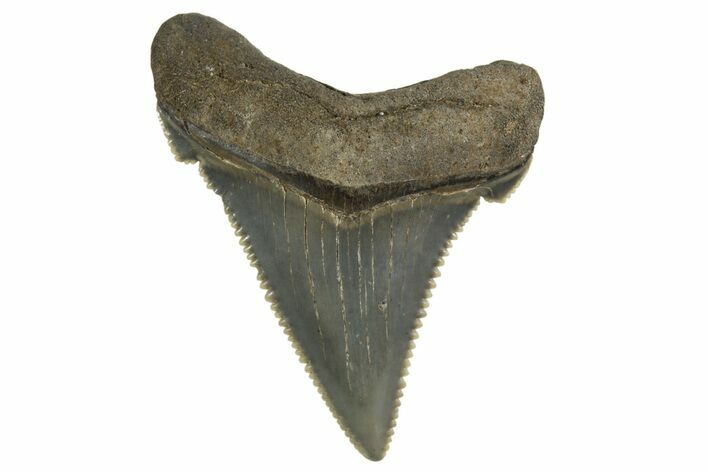 Serrated Angustidens Tooth - Megalodon Ancestor #321704